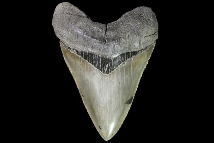 Megalodon Tooth - Great Enamel & Serrations! #76661